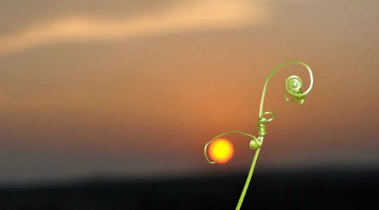 Слови солнце. Подборка удивительных фотографий и отличного настроения