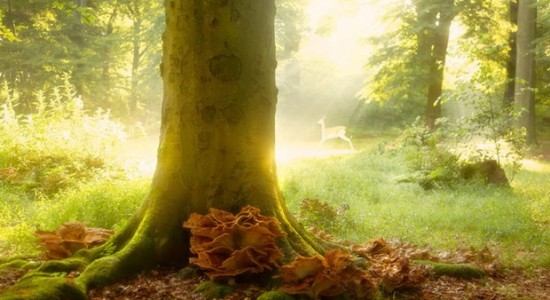 Осенние фото